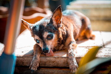 Ugliest Chihuahua Dog Blind in One Eye, Laying in Sun
