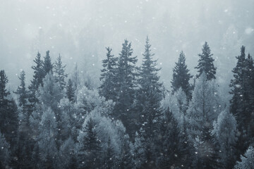 Fototapeta na wymiar coniferous forest covered with hoarfrost background, winter landscape snow trees
