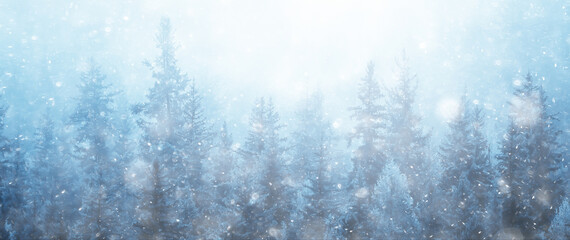 coniferous forest covered with hoarfrost background, winter landscape snow trees