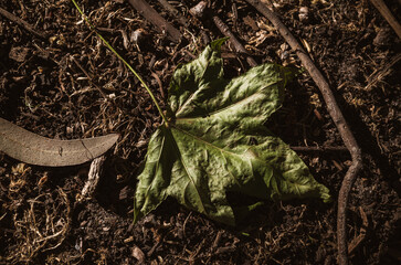 leaves on the ground