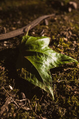 leaf on the ground