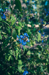Blue flowers in the garden