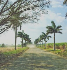 palm trees on the beach