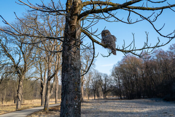 Owl on Tree