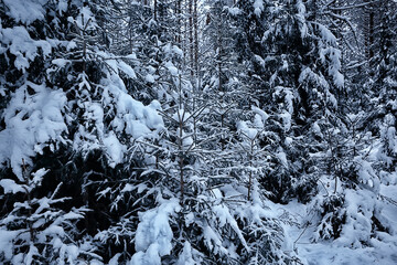 winter fir trees in the forest landscape with snow covered in december