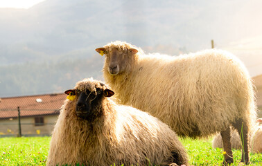 Domestic sheep in grazing pasture. Sheep with ear tag and white fur in green grass field. Livestock...