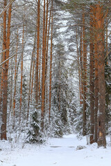 winter fir trees in the forest landscape with snow covered in december
