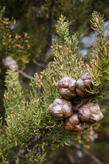 Branch of thuja with cones