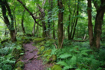 mossy rocks and fern in midsummer forest