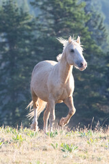 Palomino Stallion trotting in the Pryor Mountains Wild Horse Range on the border of Wyoming Montana in the United States