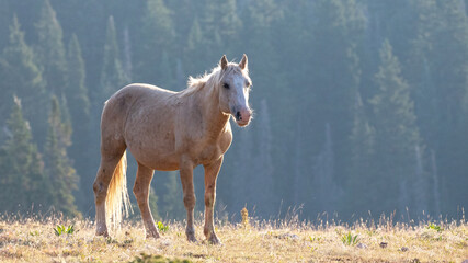 Golden Palomino Wild Horse Stallion in the western United States
