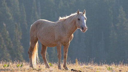 Palomino Mustang Stallion in western United States