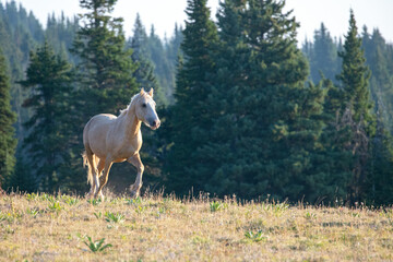 Palomino Wild Horse Mustang Stallion running  in the Pryor Mountains Wild Horse Range on the border...