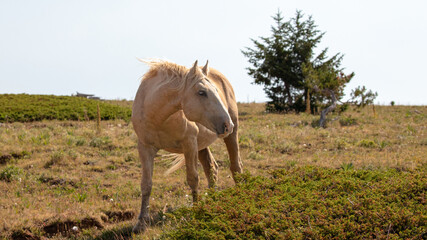 Palomino Wild Horse Mustang Stallion in the United States