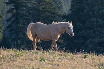 Palomino Wild Horse Stallion walking on Sykes Ridge in the Pryor Mountains Wild Horse Range on the...