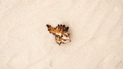 lonely beautiful shell in the middle of a sandy beach with waves