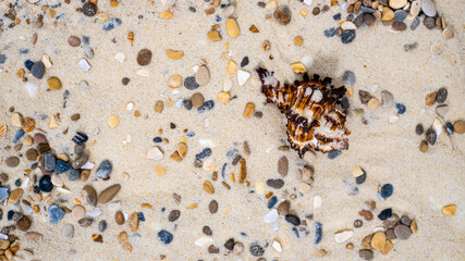 beautiful shell shot from above on a rocky sandy background, beach