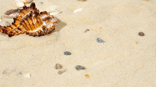 shell close-up in the sand with pebbles