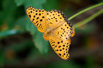 ヒョウモンチョウ