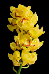 yellow Cymbidium hybrid flower on black background