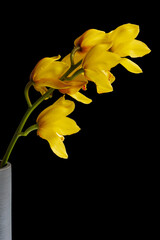 yellow Cymbidium hybrid flower in a vase on black background