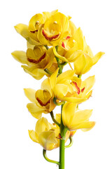 yellow Cymbidium hybrid flower on white background