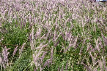 Photo of fountain grass field