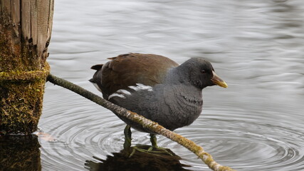 水面を泳いでいるバンの写真