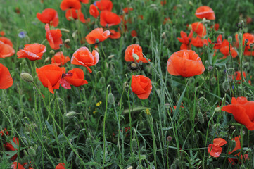 red poppy in the field