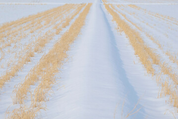 A winter rice paddy, 2022/1/23