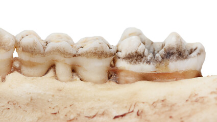 Pig teeth isolated on a white background.