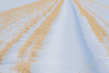 A winter rice paddy, 2022/1/23