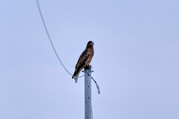 A Wild bird, 2022/1/23
