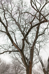 White snow on the branches of a tree