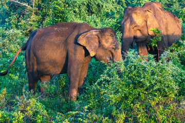 Elephant family on safari tour. Udawalawe Sri Lanka.