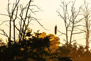 Silhouette of a bird sitting on a branch against the sunset light.Bird in the branches at sunset. Sri Lanka. 