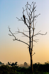 Fototapeta na wymiar Silhouette of a bird sitting on a branch against the sunset light.Bird in the branches at sunset. Sri Lanka. 