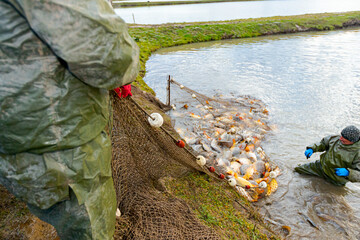 Team of workers, fishers in resistant suit at commercial fishing, harvesting at fish farm, Fish Out