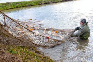 Worker fisher in water resistant suit at commercial fishing, harvesting at fish farm, Fish Out