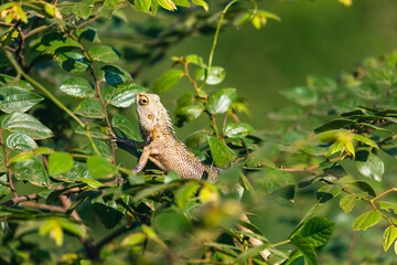 Lizard Captured in Sri Lanka