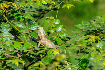 Lizard Captured in Sri Lanka
