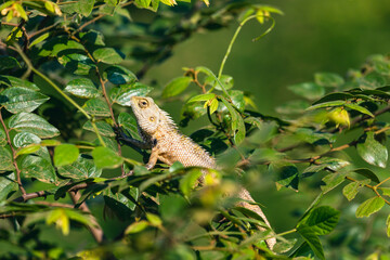 Lizard Captured in Sri Lanka