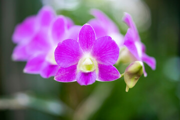 Fototapeta na wymiar Blooming Saturate Purple Orcid on the blur green background.