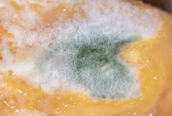 Garlic in mold as a background.