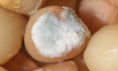 Garlic in mold as a background.
