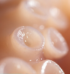 Fototapeta premium Close up of squid tentacles as background.