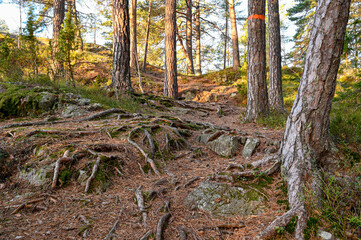 rough forest terrain with rocks and roots