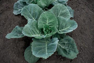 cabbage in the garden