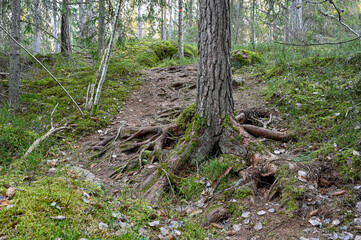 rough terrain through forest with lots of roots