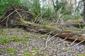 root trap after hard weather in forest